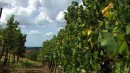 Uomini e vino