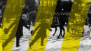 Trieste giallo nera