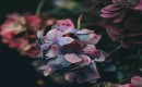 Nightflowers